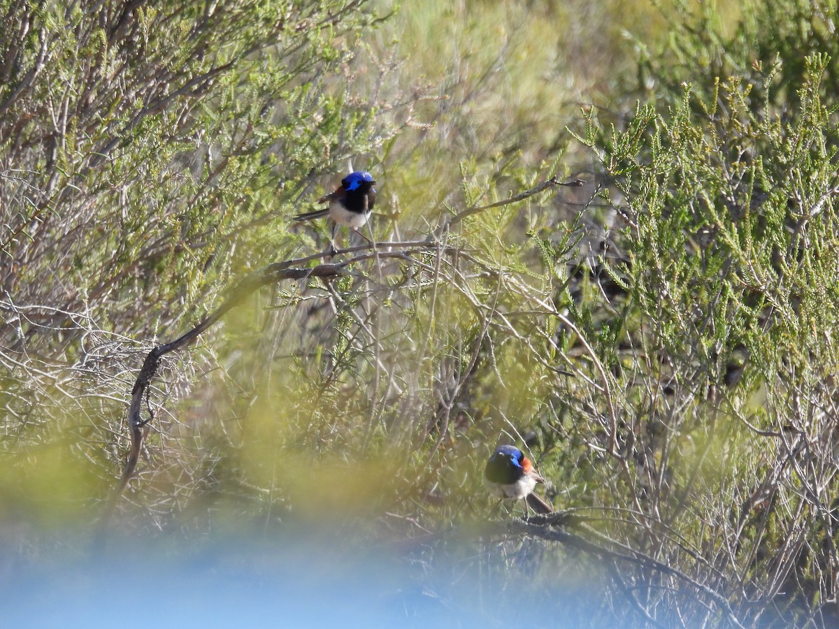 Purple-backed Fairywren - ML614214423