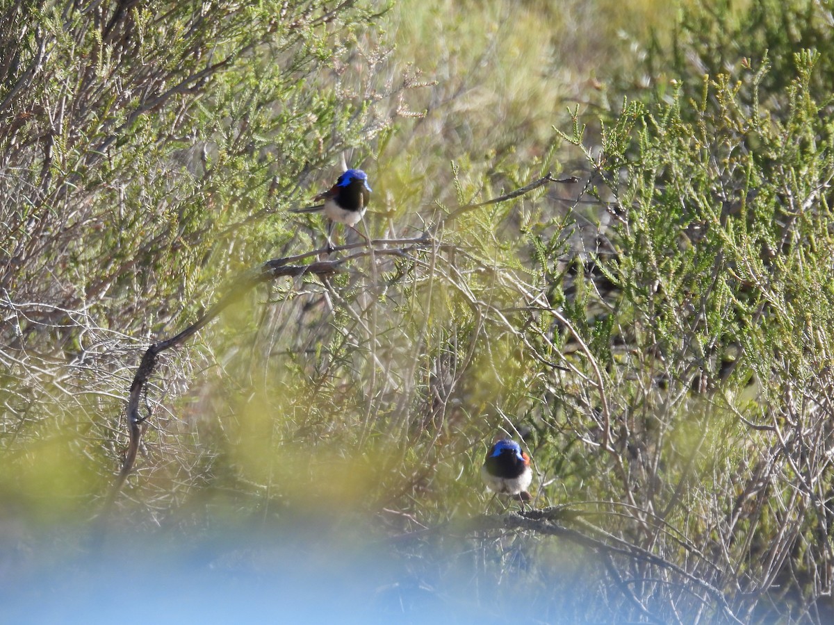 Purple-backed Fairywren - ML614214424