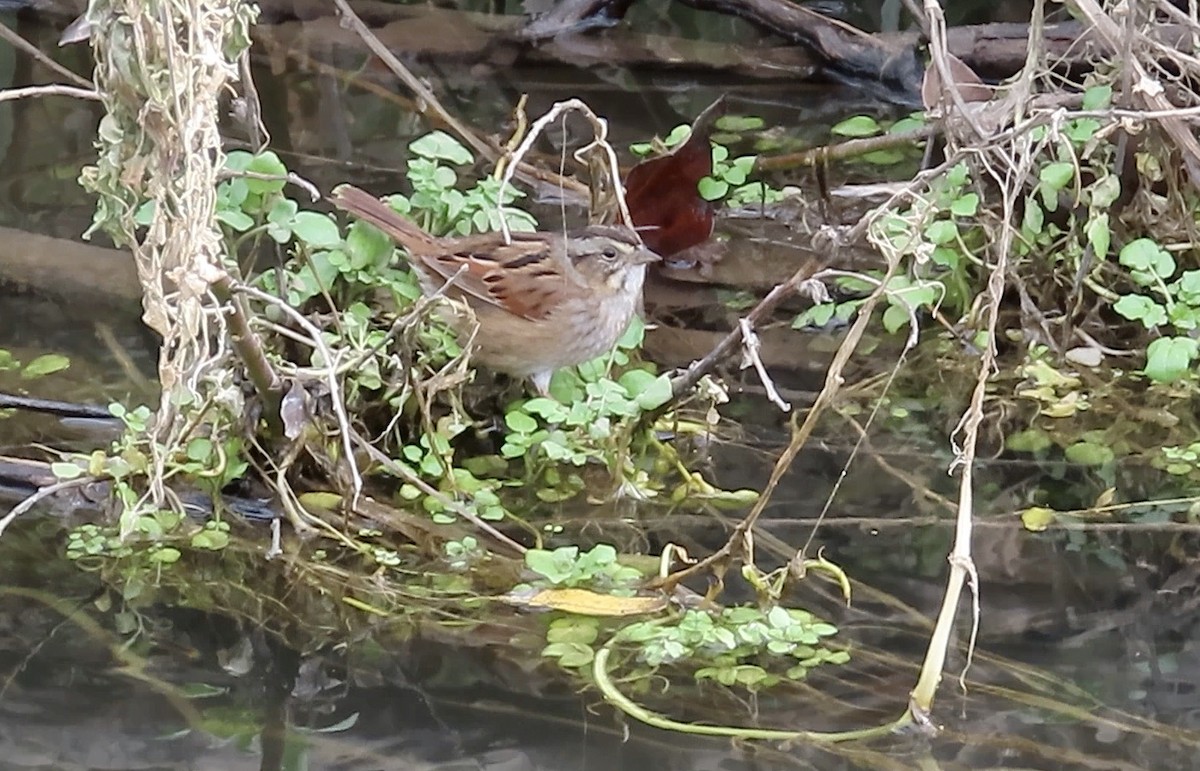 Swamp Sparrow - ML614214485