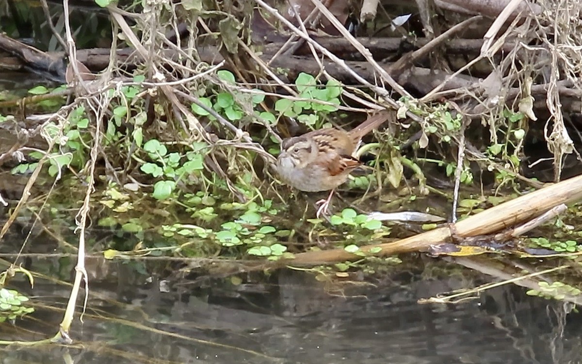 Swamp Sparrow - ML614214488