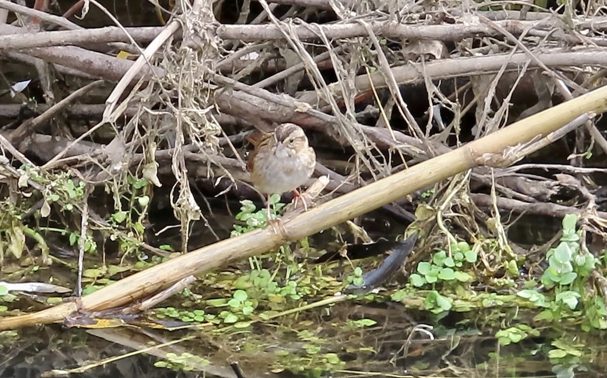 Swamp Sparrow - ML614214490