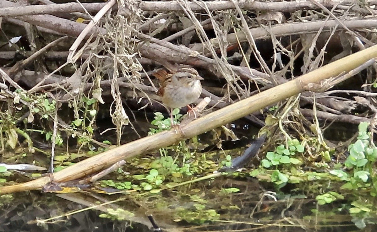 Swamp Sparrow - ML614214491