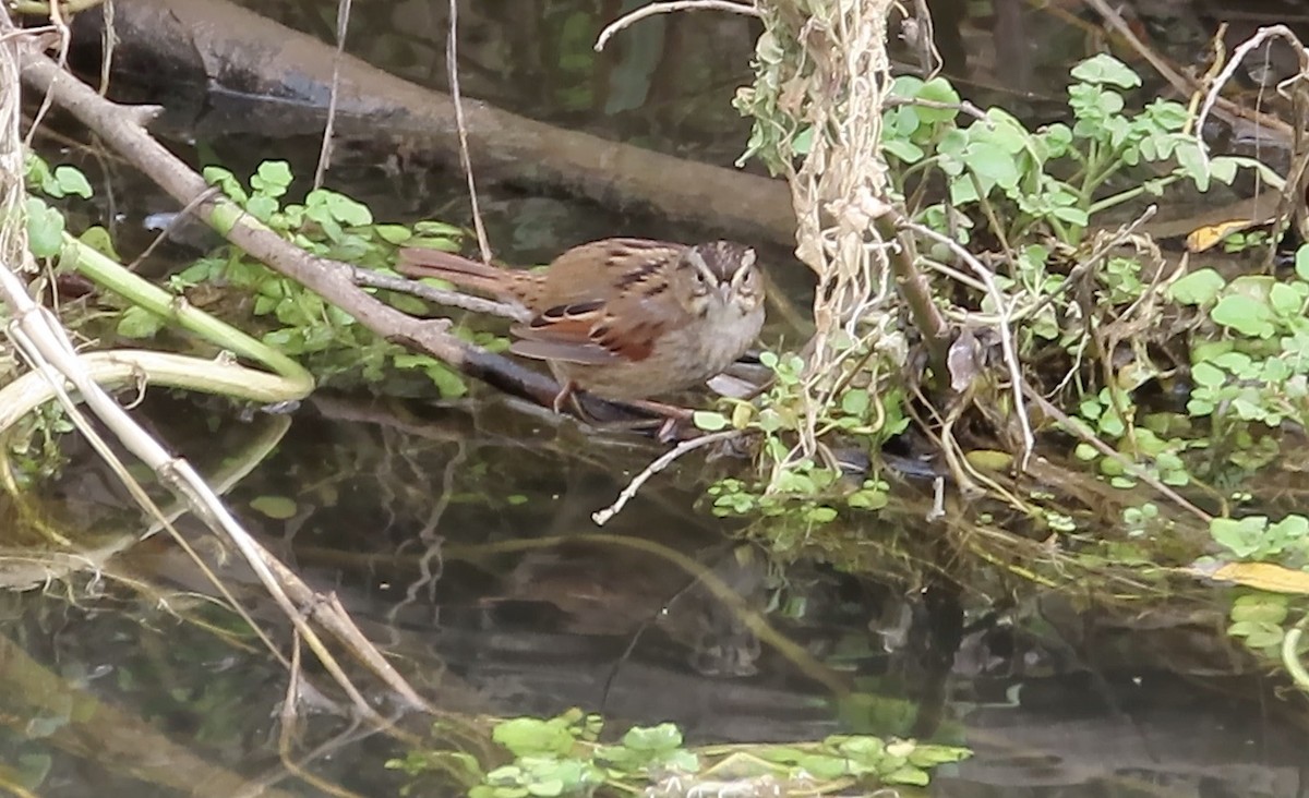 Swamp Sparrow - ML614214494