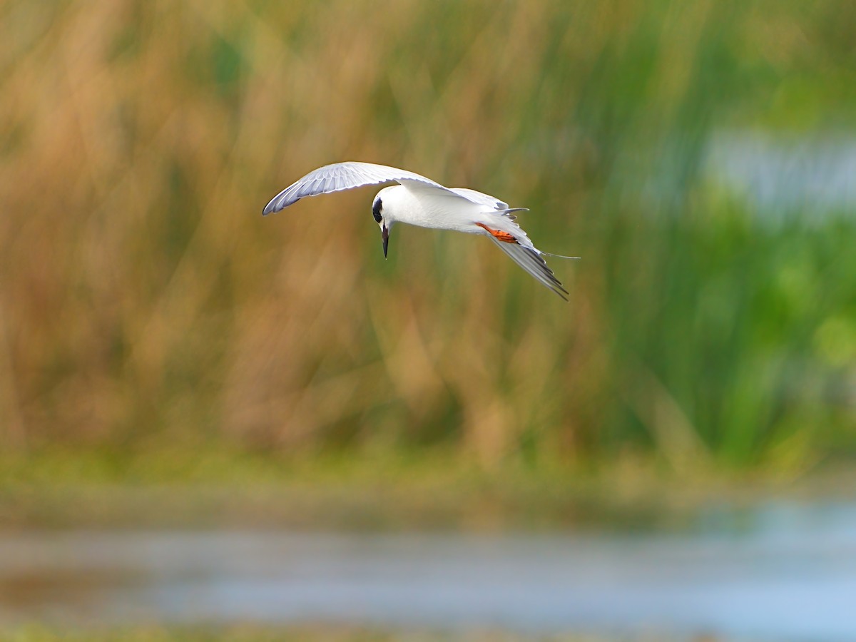 Forster's Tern - ML614214525