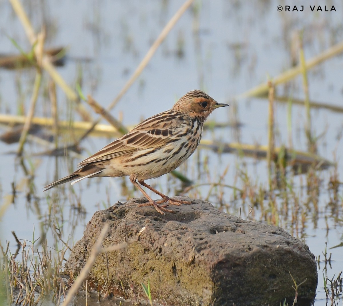 Red-throated Pipit - ML614214581