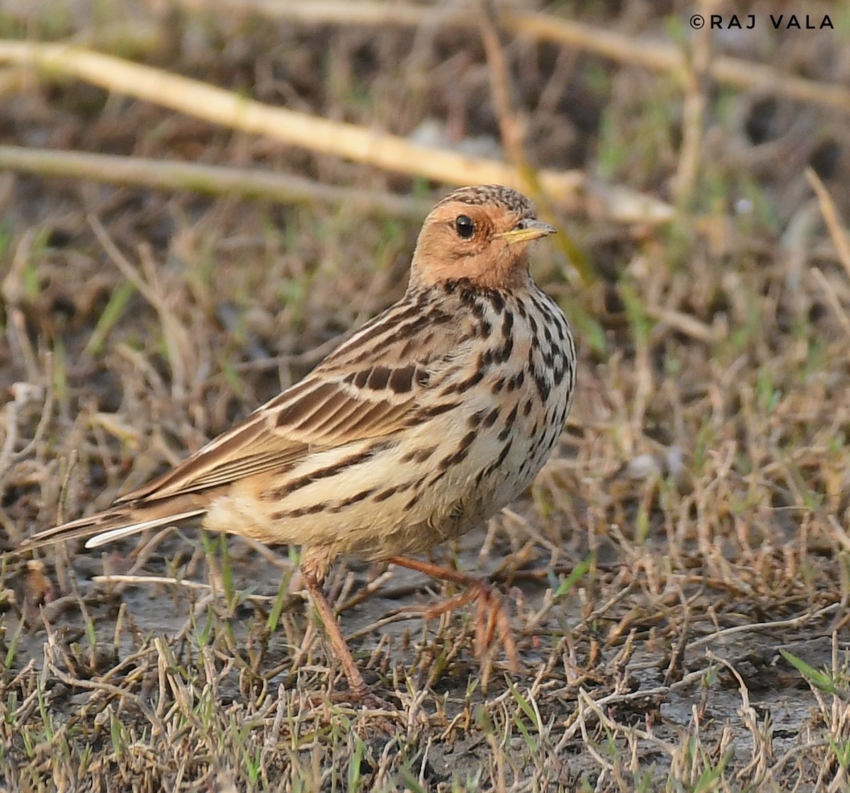 Red-throated Pipit - ML614214584