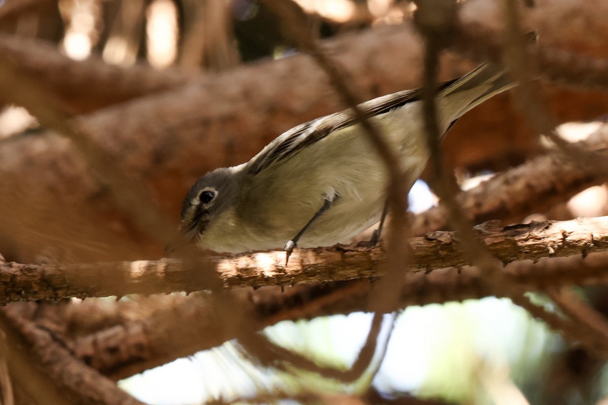 Plumbeous Vireo - ML614214684