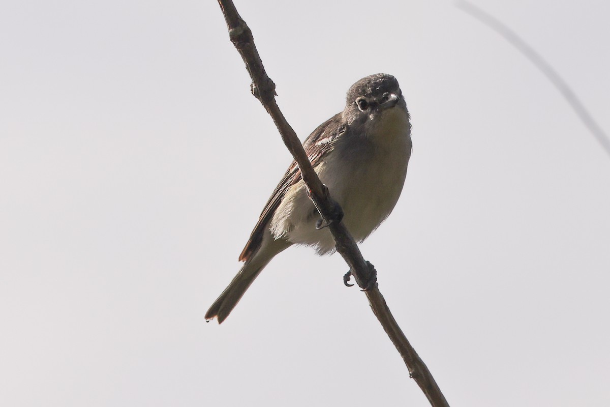 Plumbeous Vireo - ML614214689