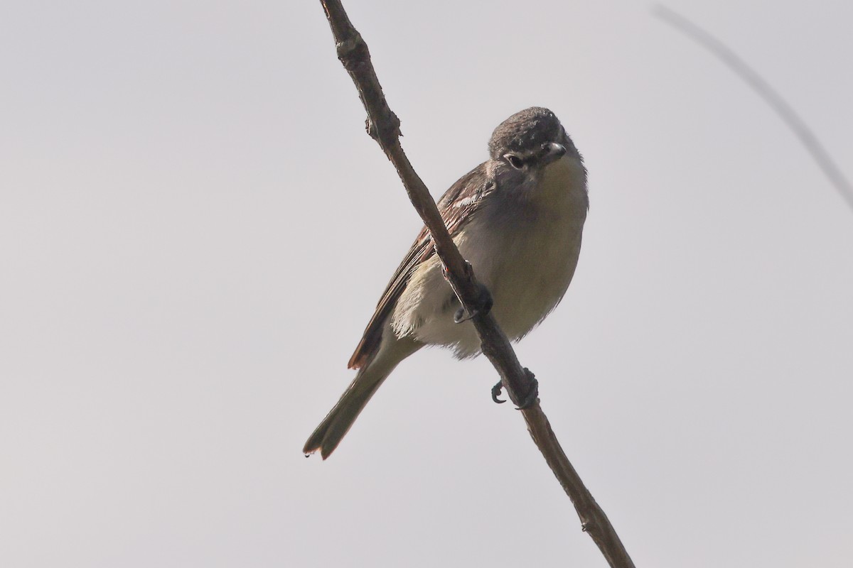 Plumbeous Vireo - ML614214690