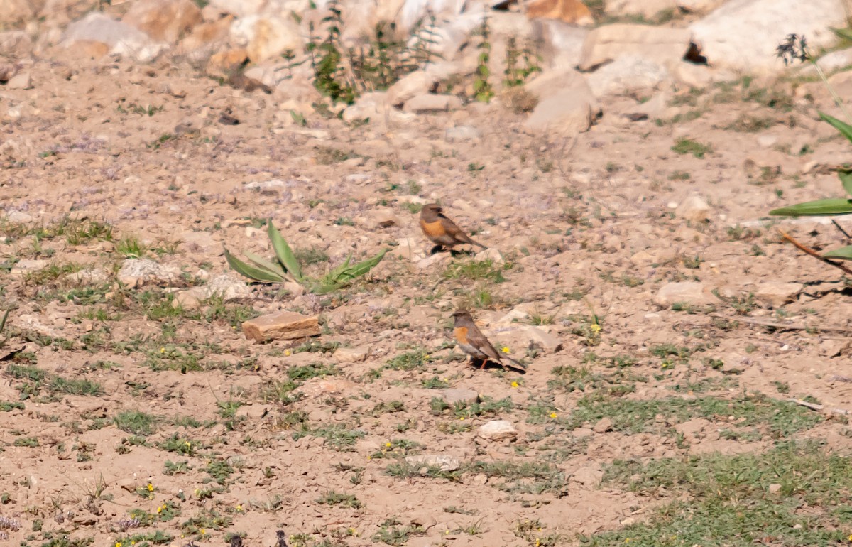 Robin Accentor - ML614214700