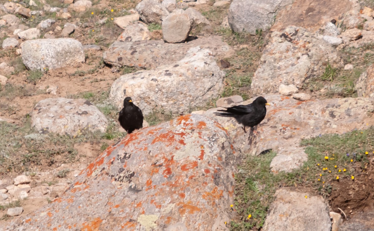 Yellow-billed Chough - ML614214702