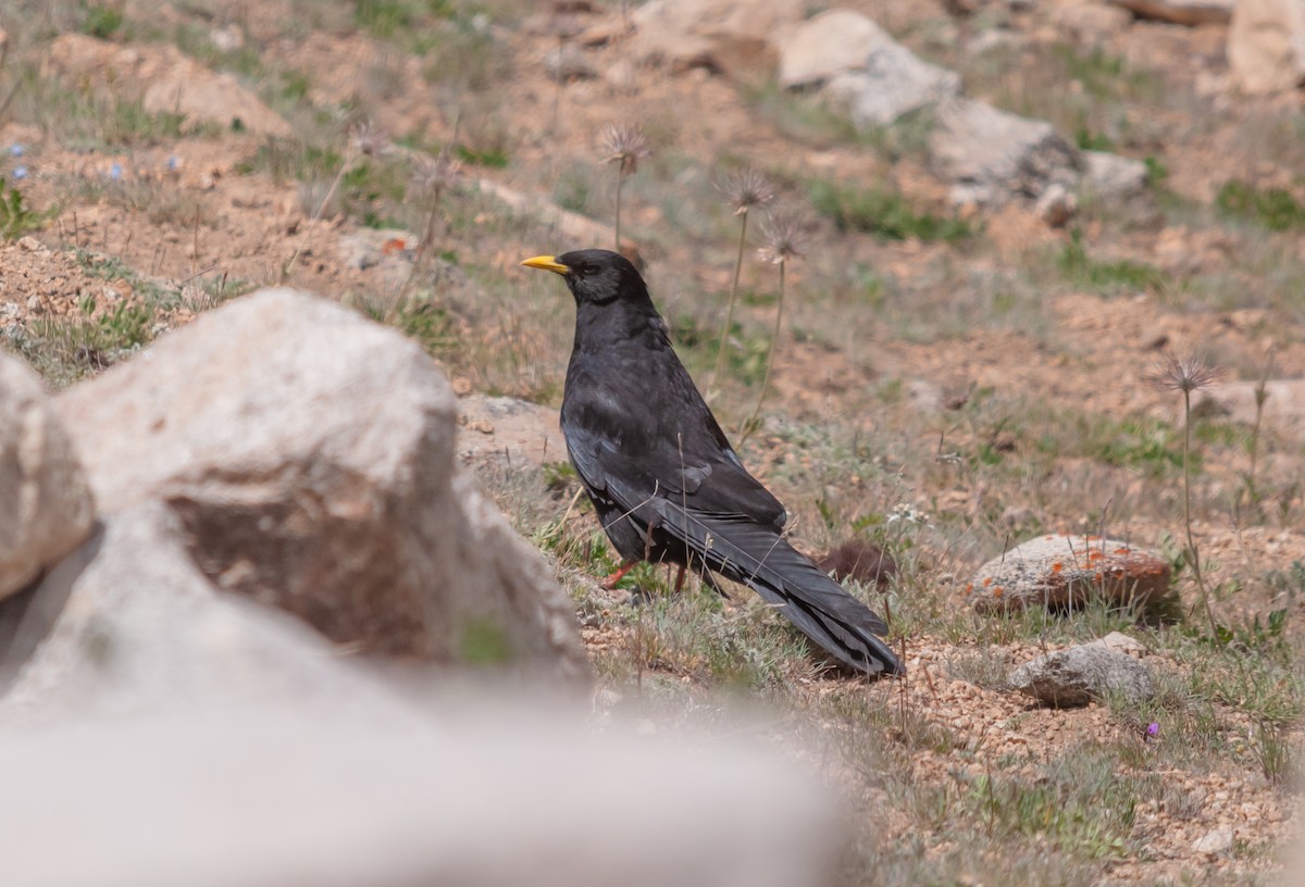 Yellow-billed Chough - ML614214704