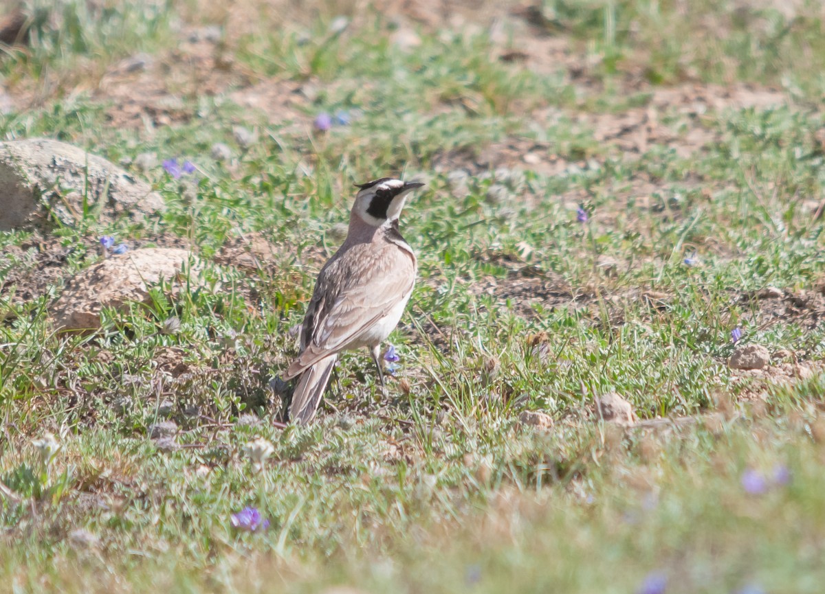 Horned Lark - Arun Raghuraman