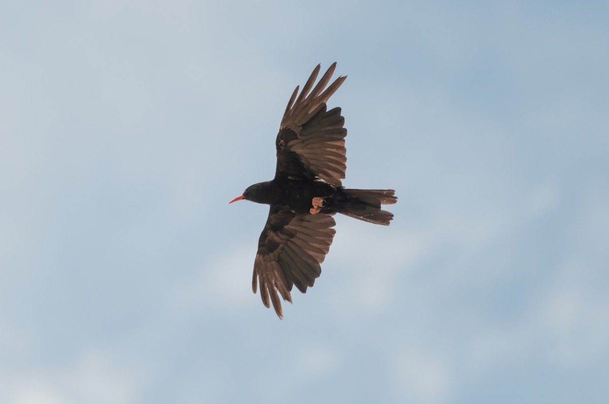 Red-billed Chough - ML614214712