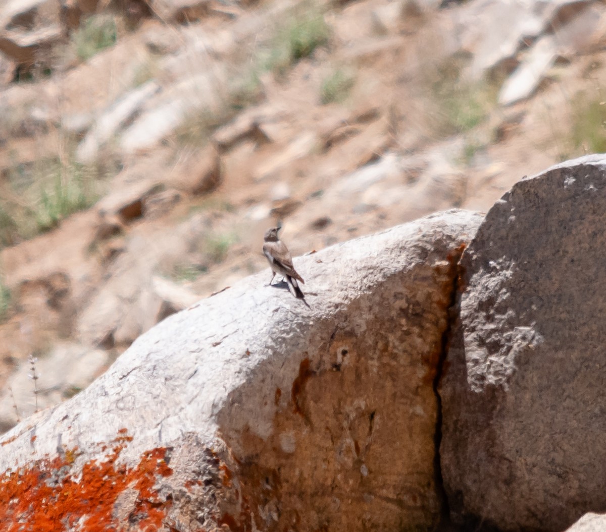 Black-winged Snowfinch - ML614214724