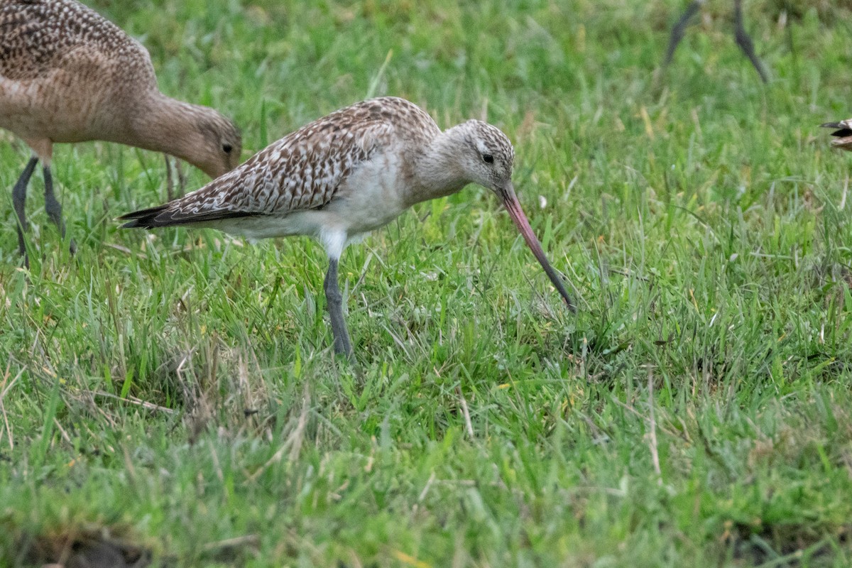 Bar-tailed Godwit - ML614214789