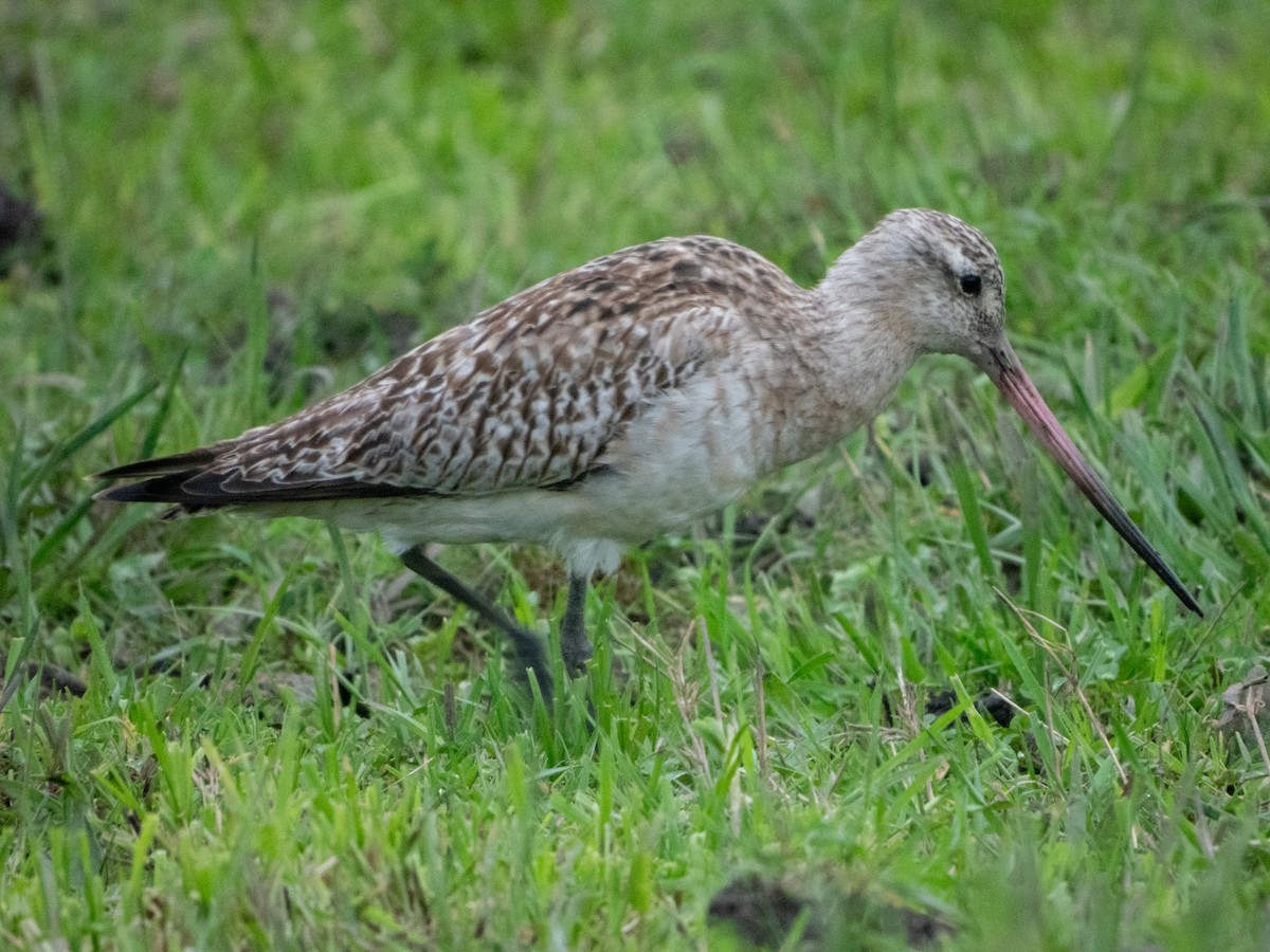 Bar-tailed Godwit - ML614214790