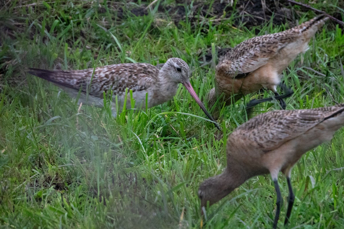 Bar-tailed Godwit - ML614214791