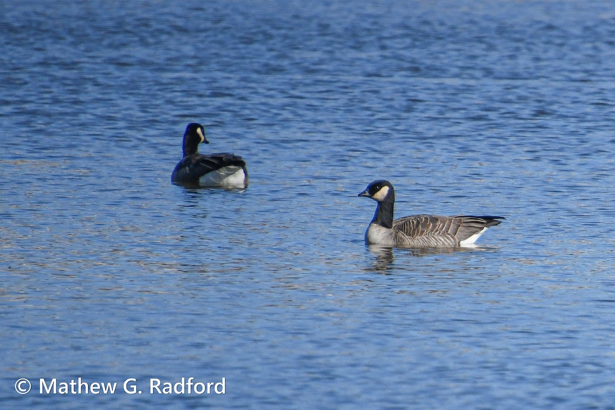 Cackling Goose - Mathew Radford