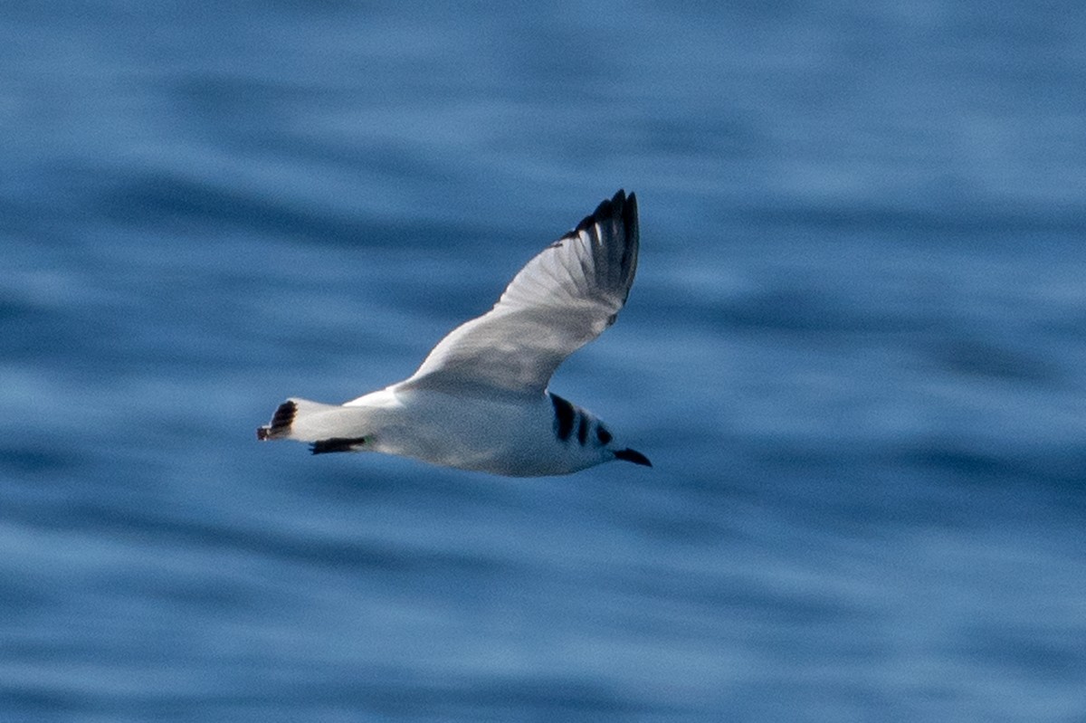 Gaviota Tridáctila - ML614214821