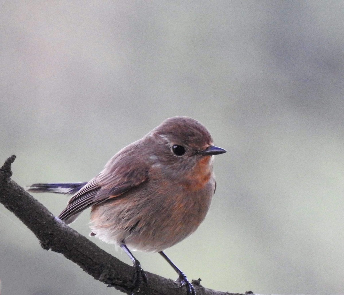 Taiga/Red-breasted Flycatcher - ML614214911