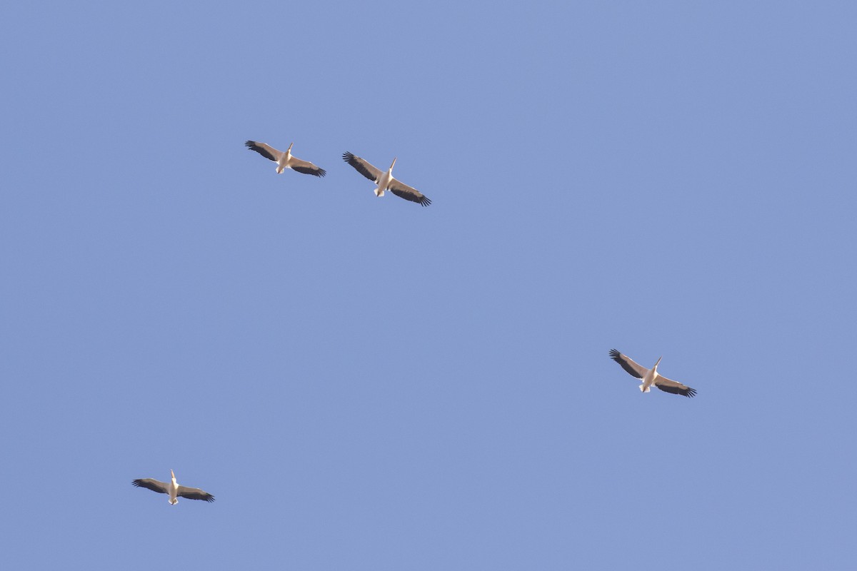 Great White Pelican - ML614214915