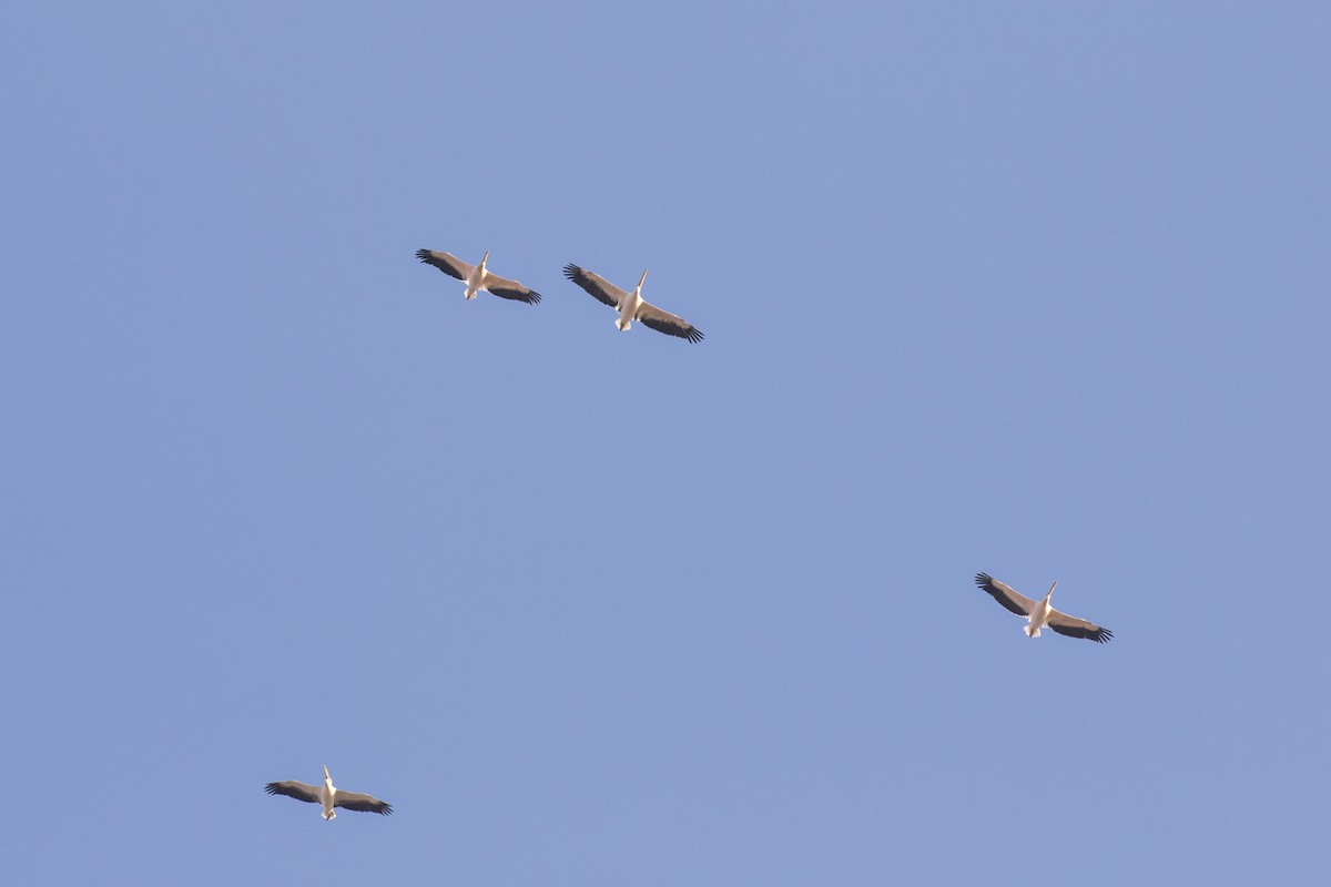 Great White Pelican - ML614214916