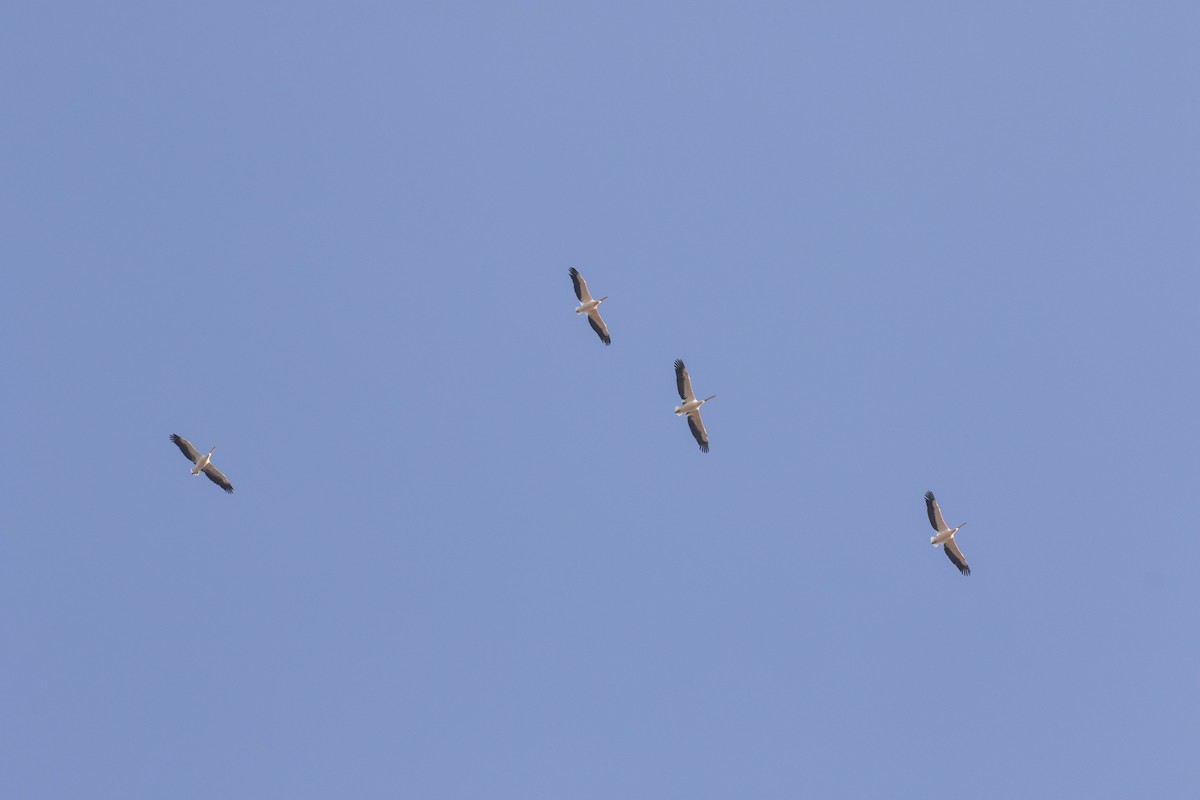 Great White Pelican - ML614214919