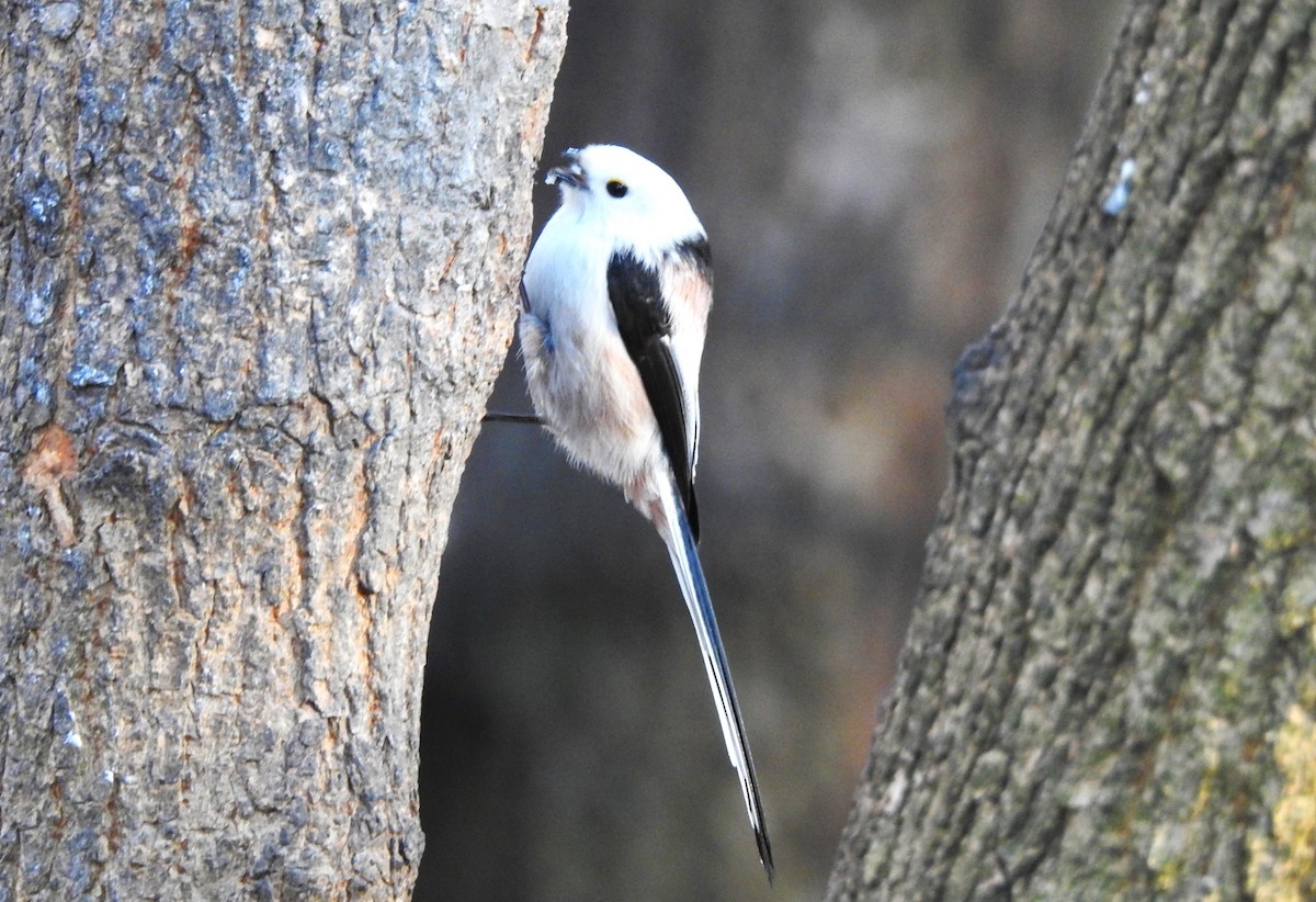 ML614214920 - Long-tailed Tit (caudatus) - Macaulay Library