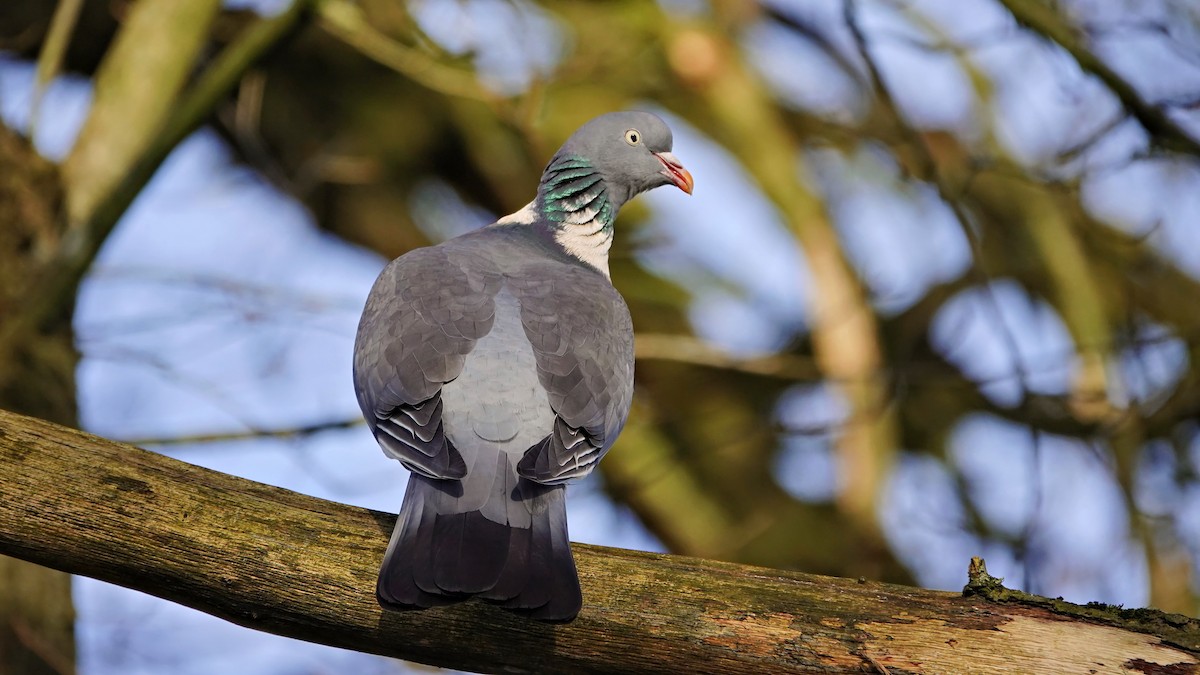 Common Wood-Pigeon - ML614214961
