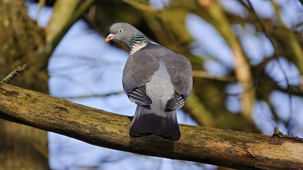 Common Wood-Pigeon - ML614214963
