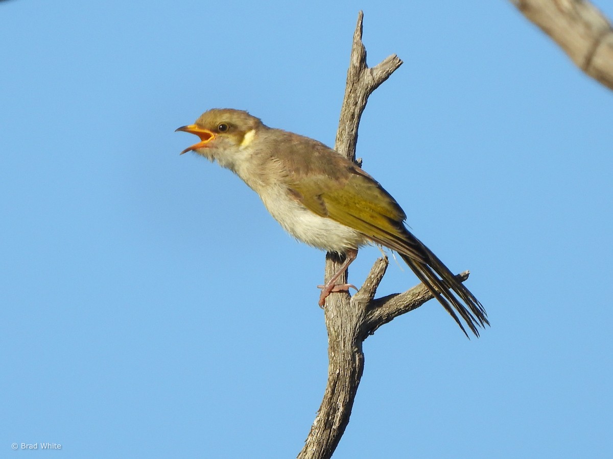 Yellow-plumed Honeyeater - ML614214993