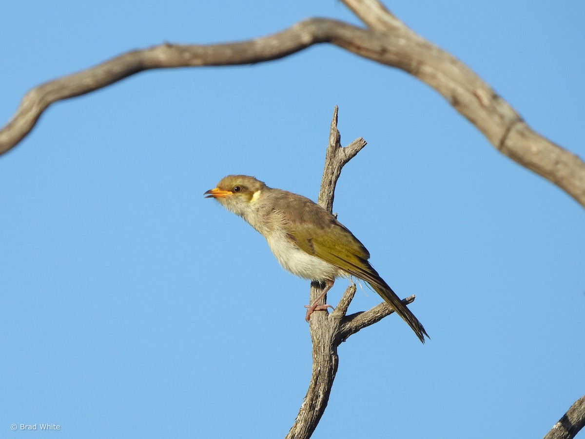 Yellow-plumed Honeyeater - ML614214996