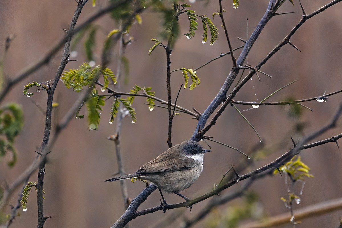 Curruca Zarcerilla - ML614215049