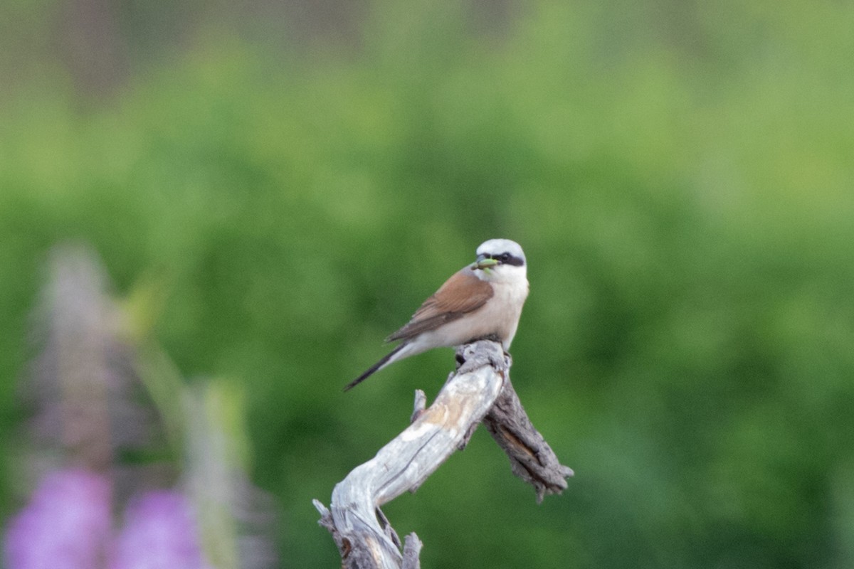 Red-backed Shrike - Marina Koroleva