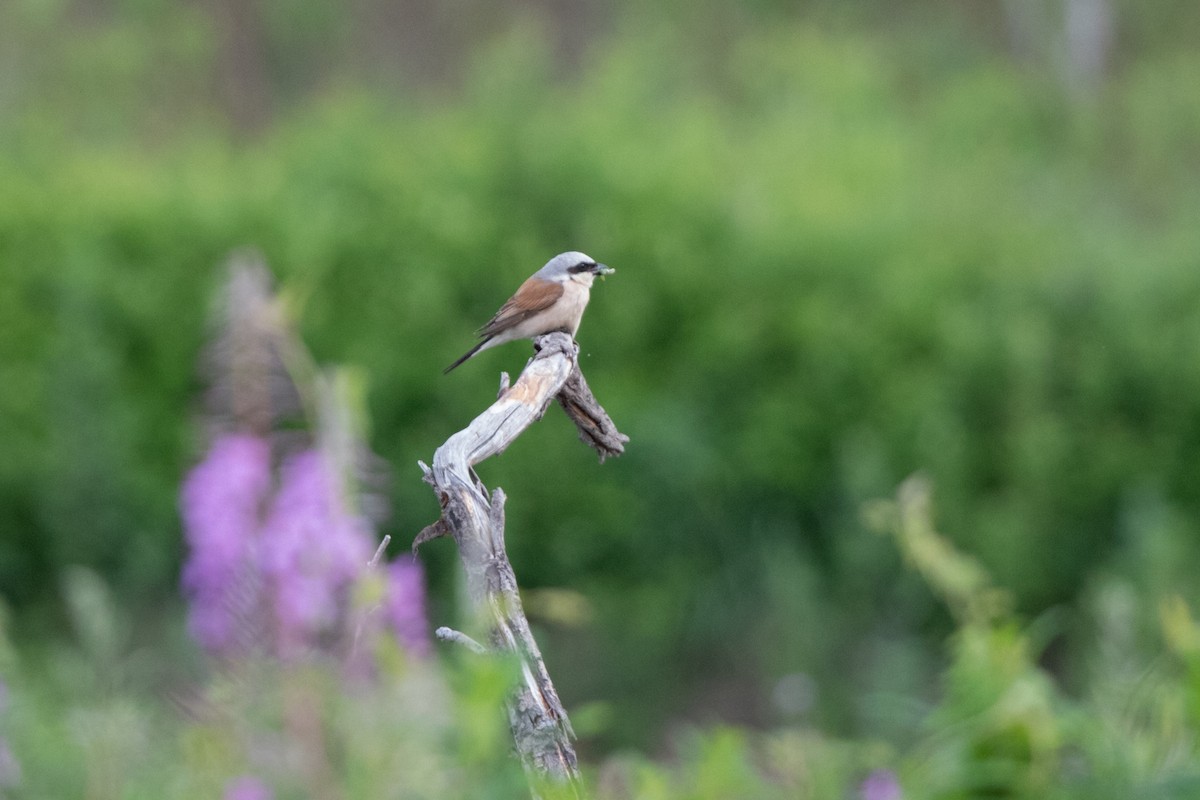 Red-backed Shrike - Marina Koroleva