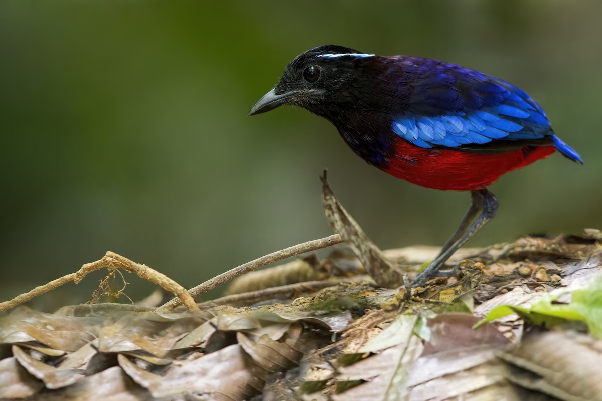 Black-crowned Pitta - ML614215119