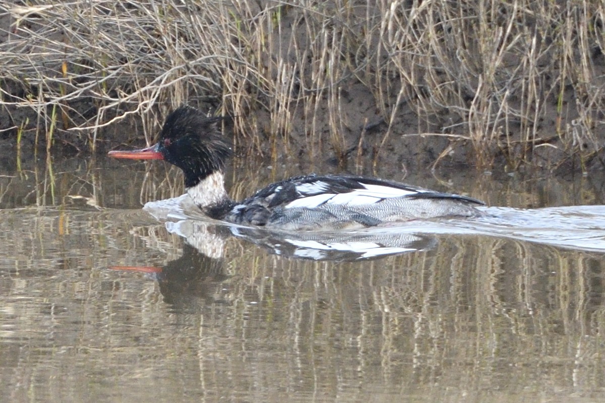 Red-breasted Merganser - ML614215171