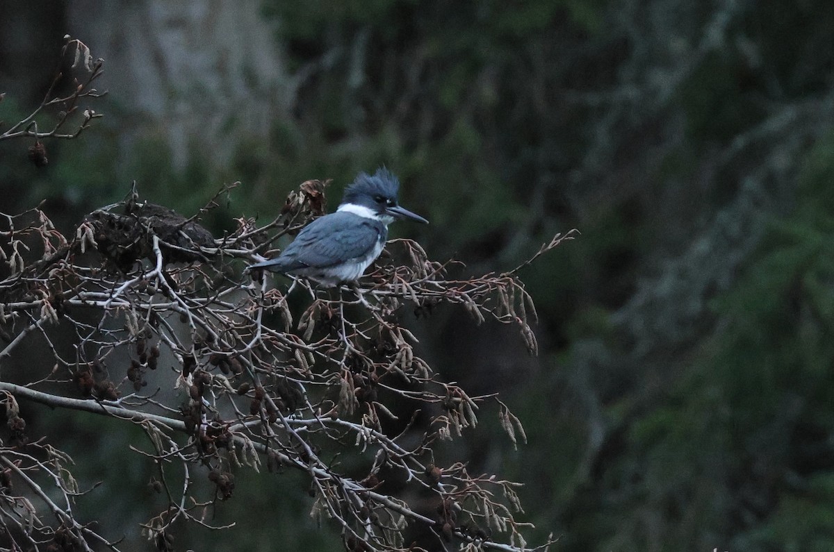 Belted Kingfisher - ML614215173
