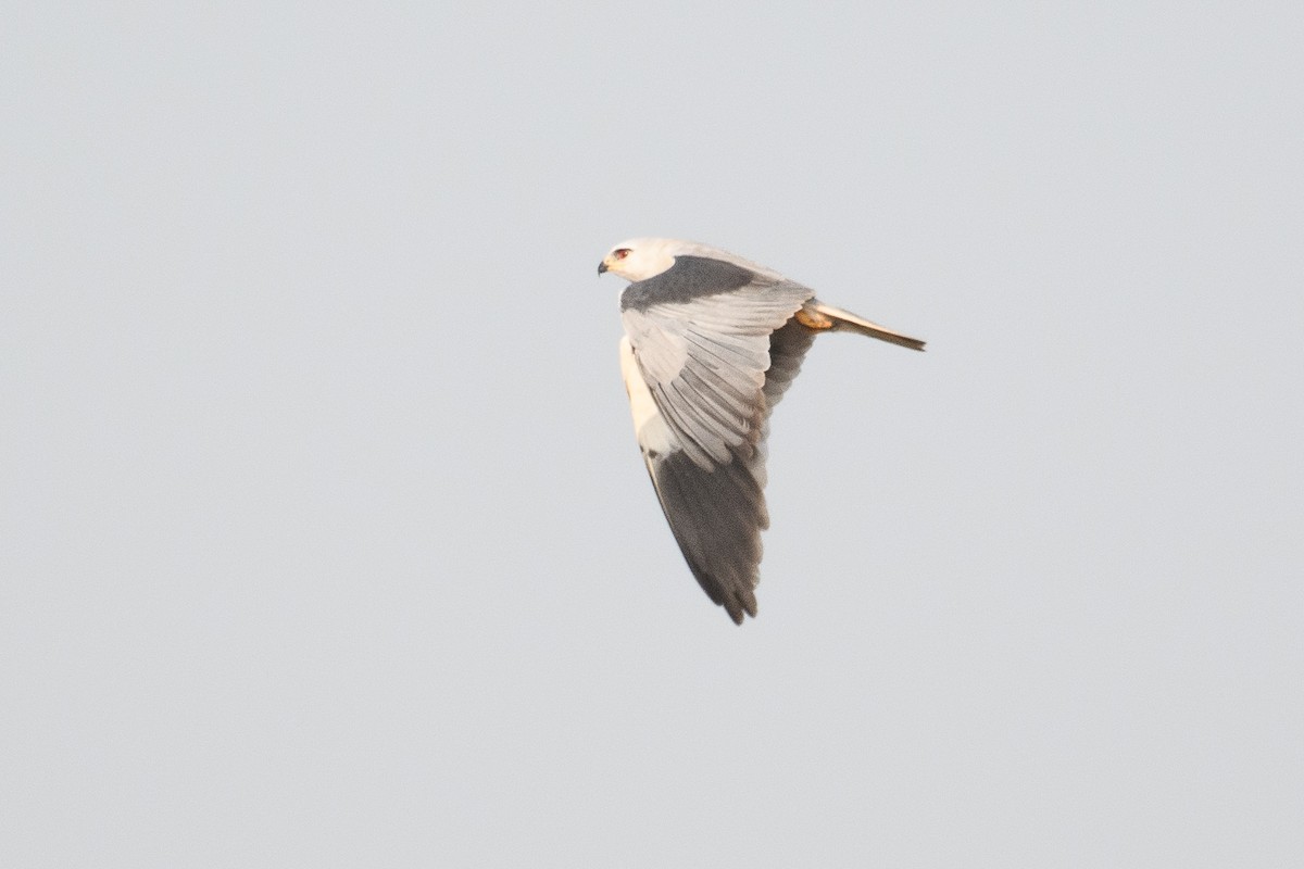 黑翅鳶 - ML614215176