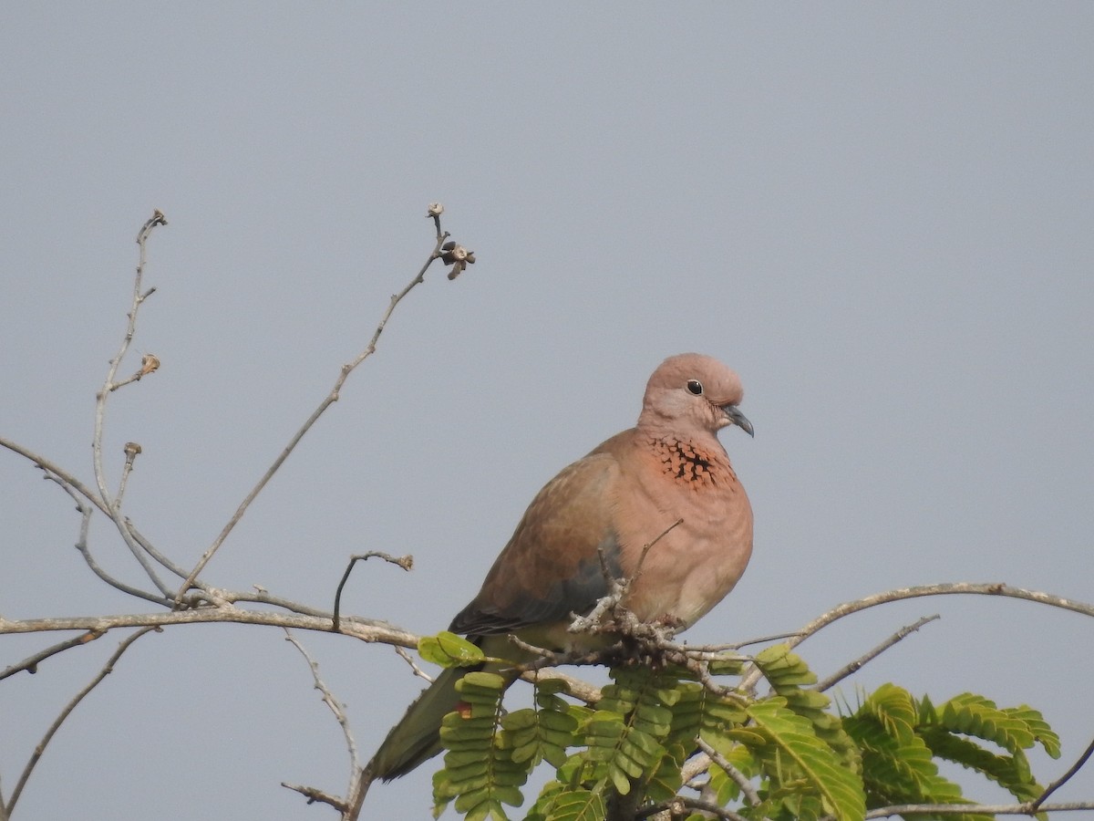 Laughing Dove - ML614215187