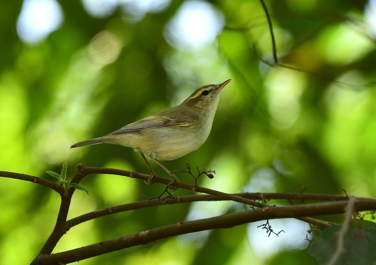 Greenish Warbler - ML614215225