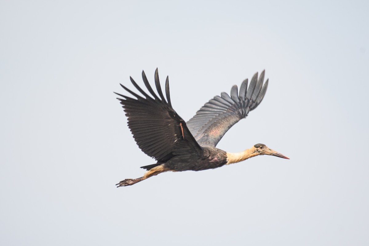 Asian Woolly-necked Stork - H Nambiar