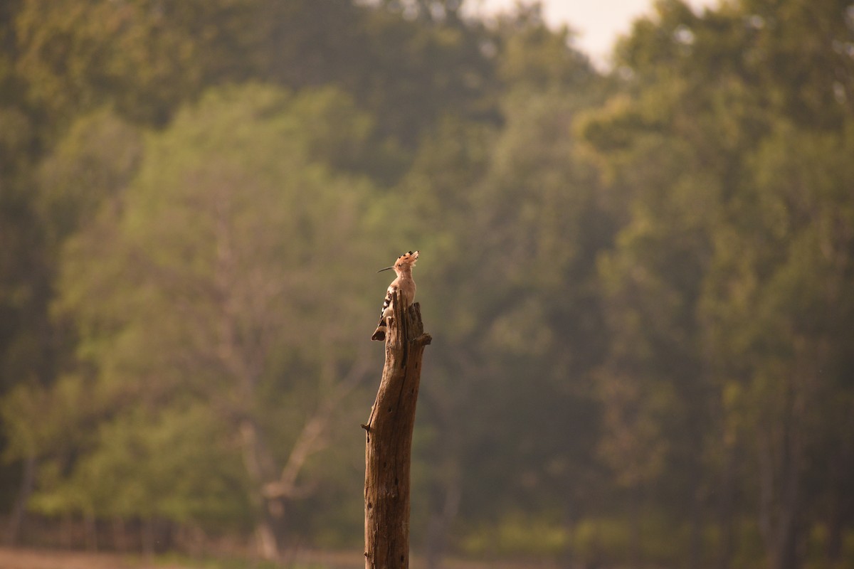 Eurasian Hoopoe - ML614215386