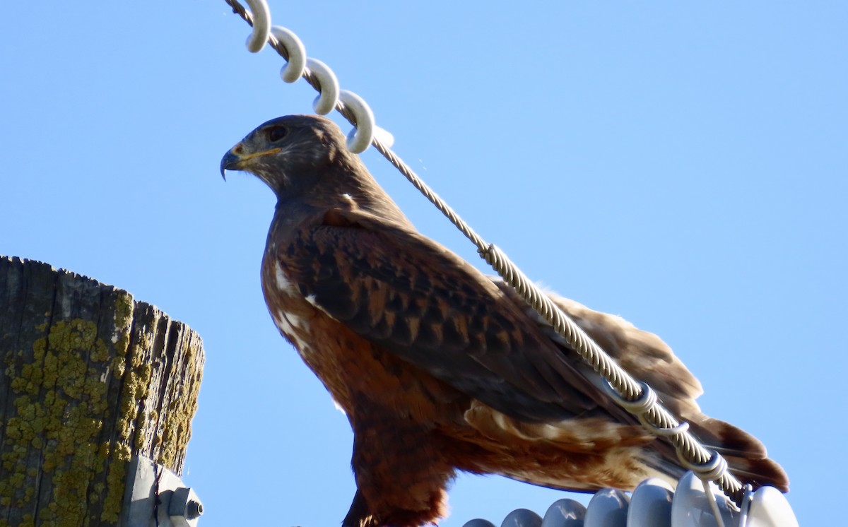 Ferruginous Hawk - ML614215424