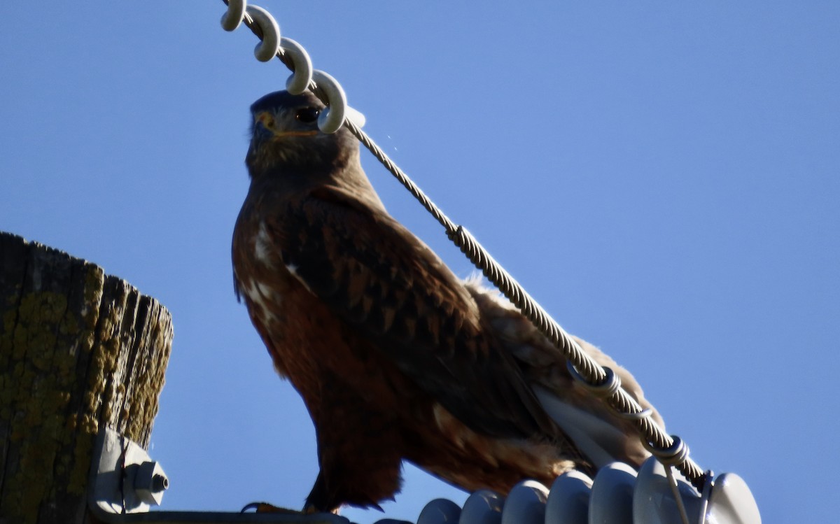 Ferruginous Hawk - ML614215429