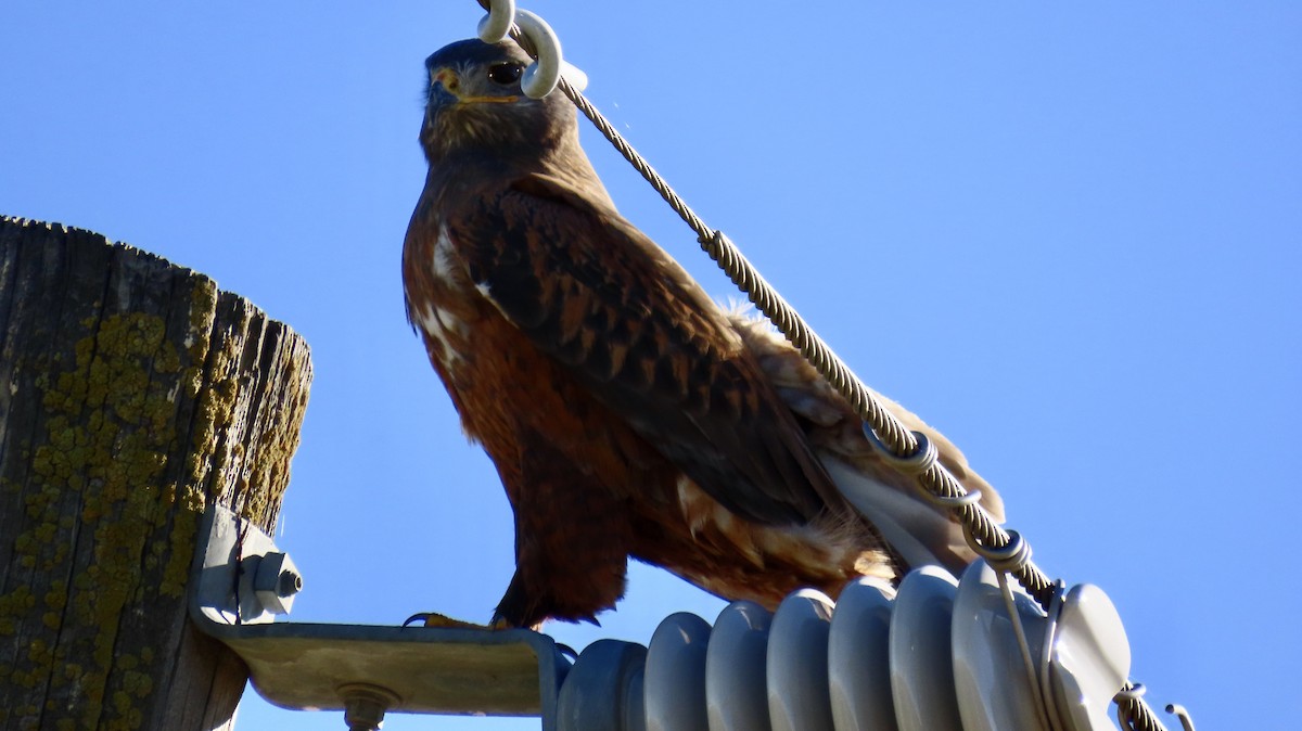 Ferruginous Hawk - ML614215430