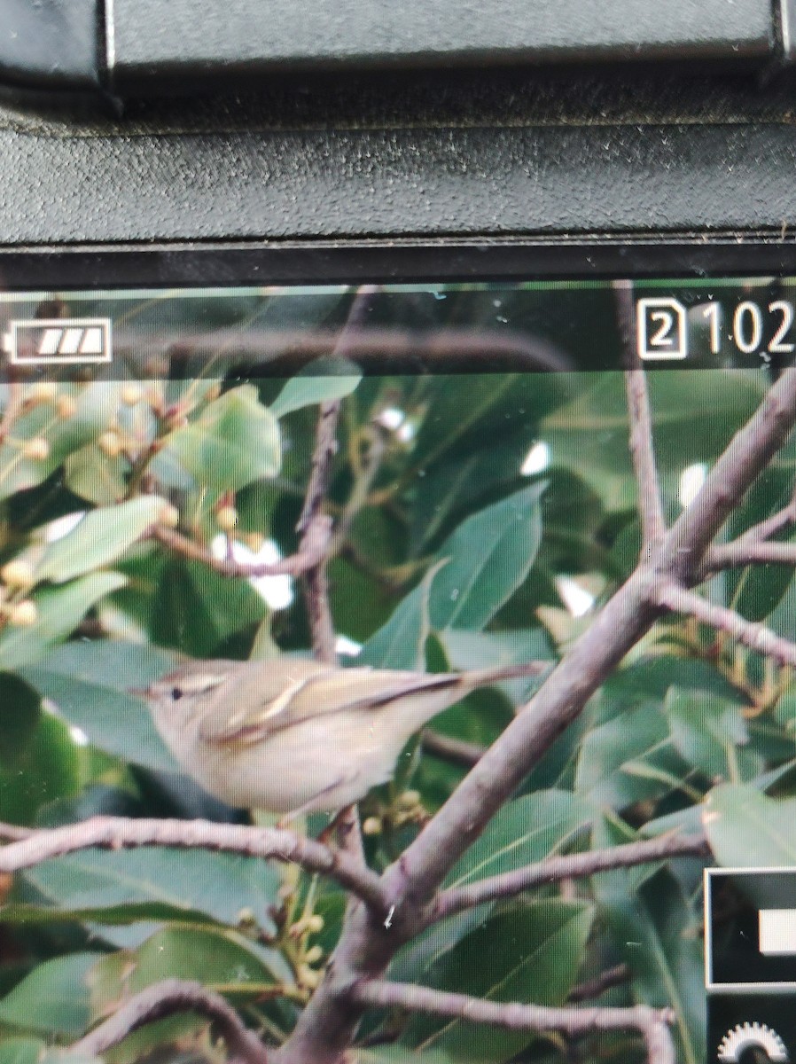 Hume's Warbler - ML614215437