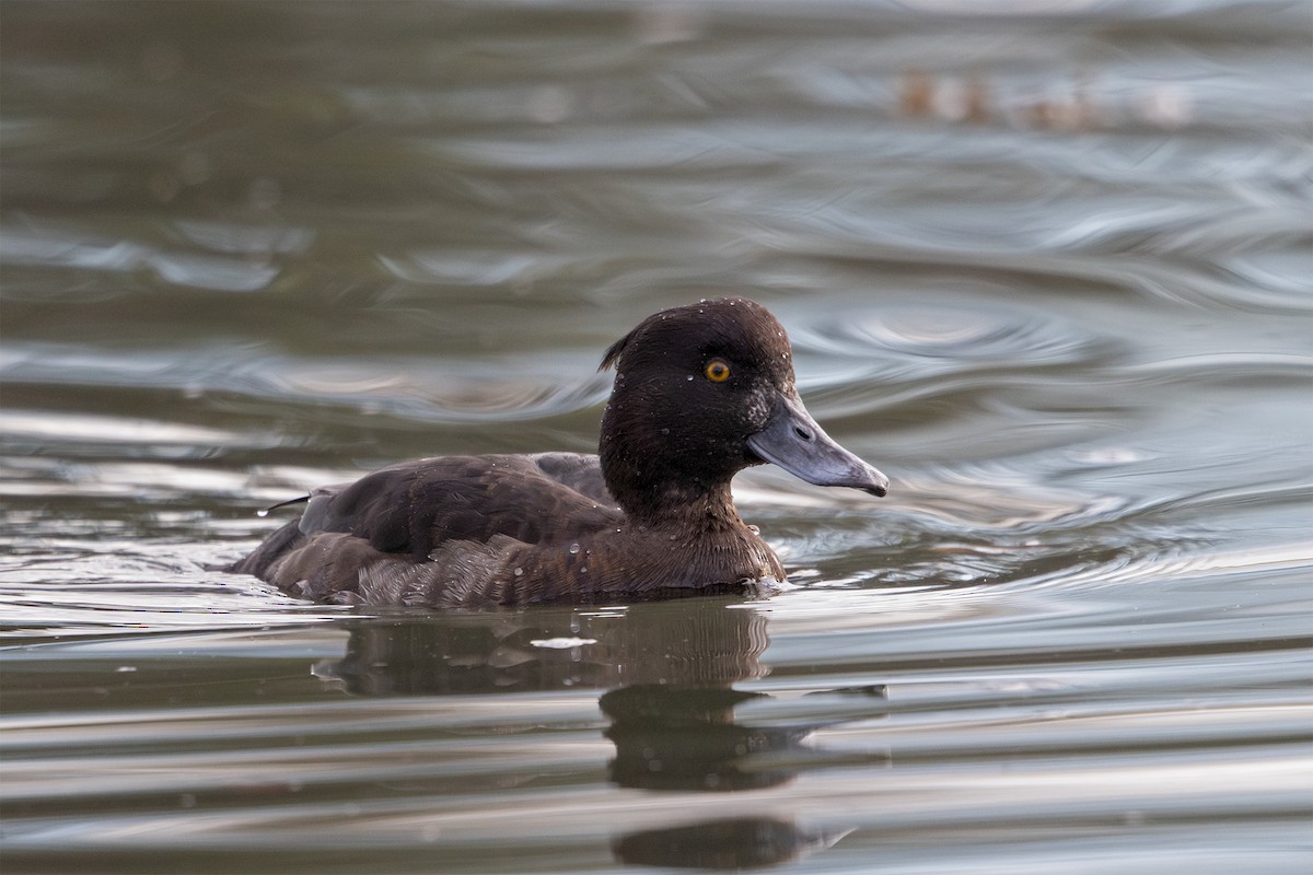 Tufted Duck - Michael Park