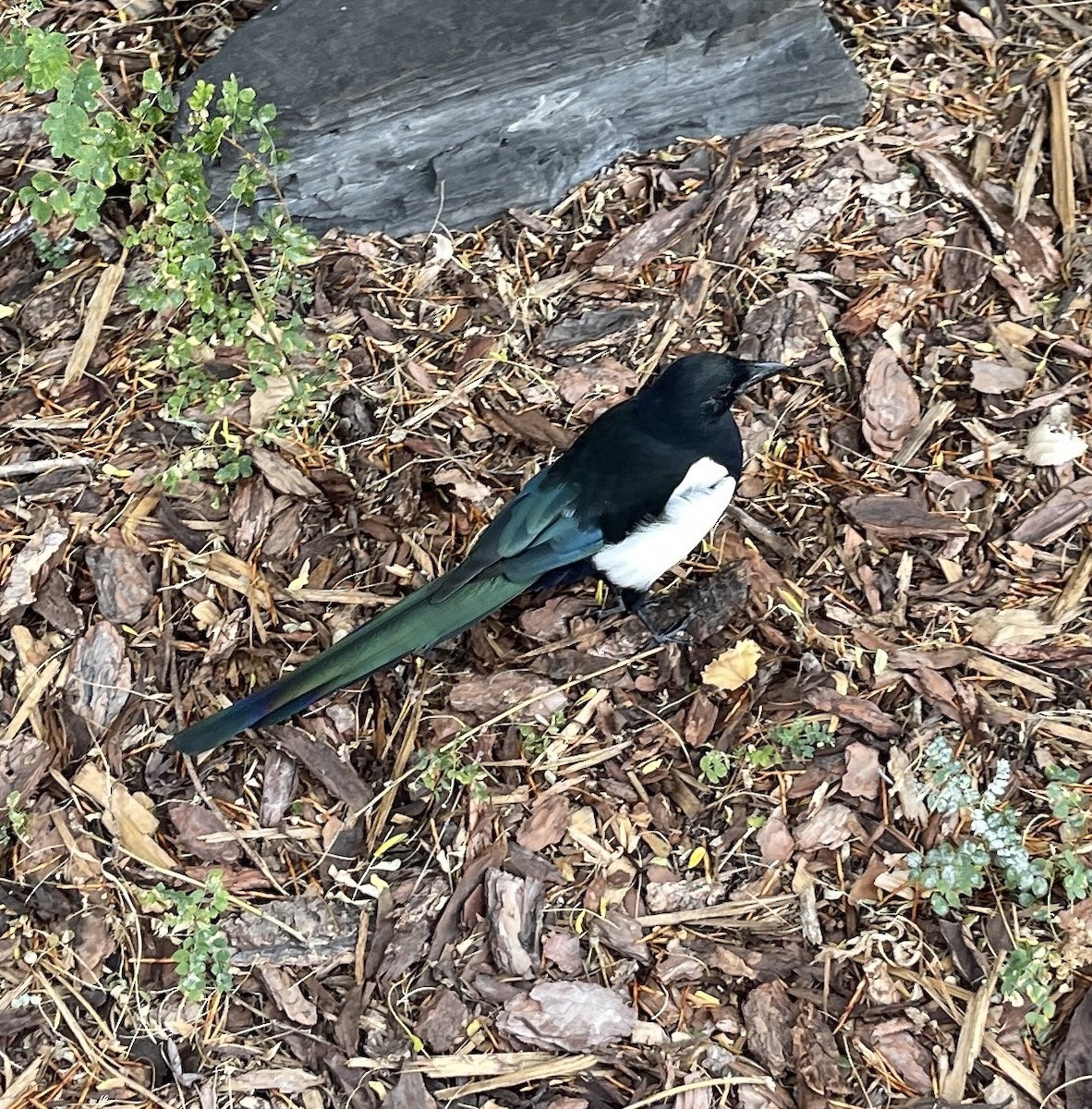 Black-billed Magpie - Taylor Justason